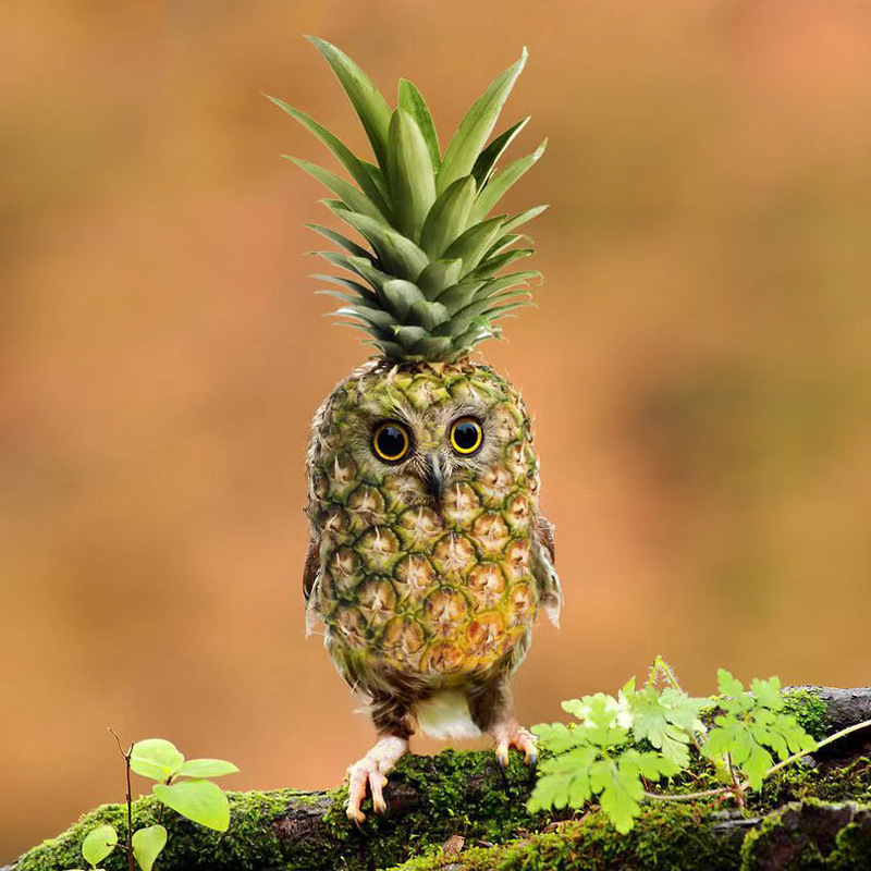 Pineapple Art Owl Resin Ornament